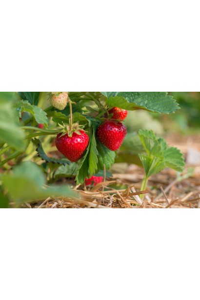 Суниця гібридна Ананасна  плоди